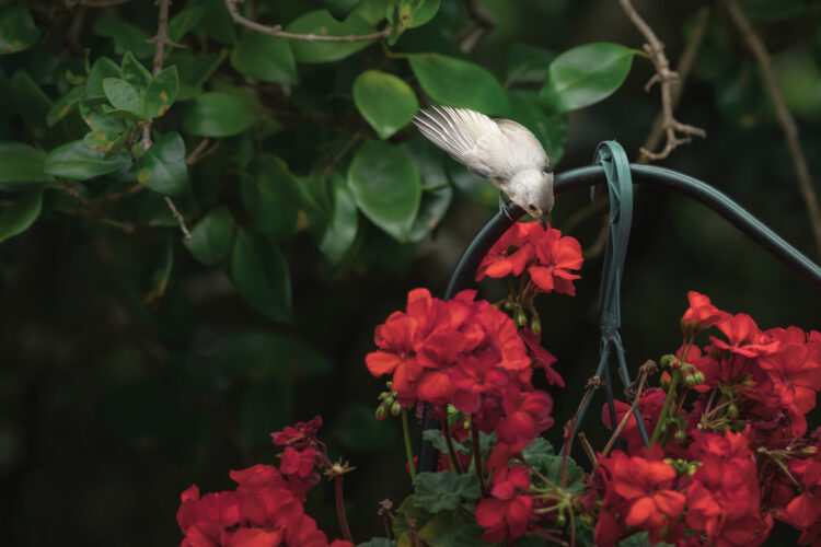 Strategies for Inviting Pollinators Back Into Your Landscape